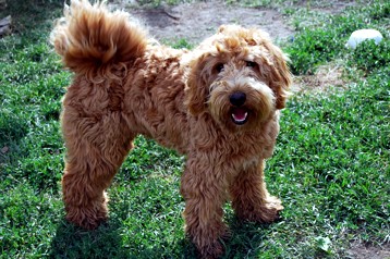 alberta labradoodle