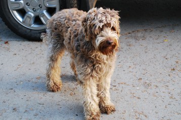 alberta labradoodle breeder