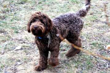 alberta labradoodle