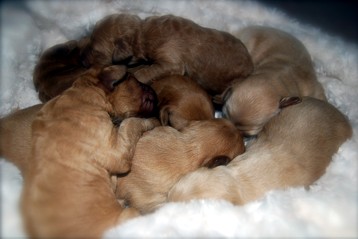 alberta labradoodle puppies
