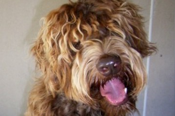 alberta labradoodle